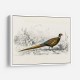 Vintage Ring-necked Pheasant