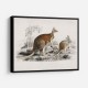 Vintage Red Kangaroo