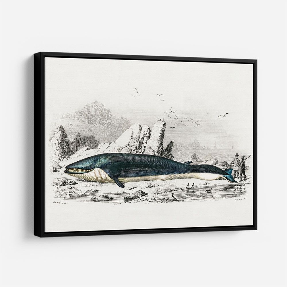Vintage Balaenoptera Rorqual