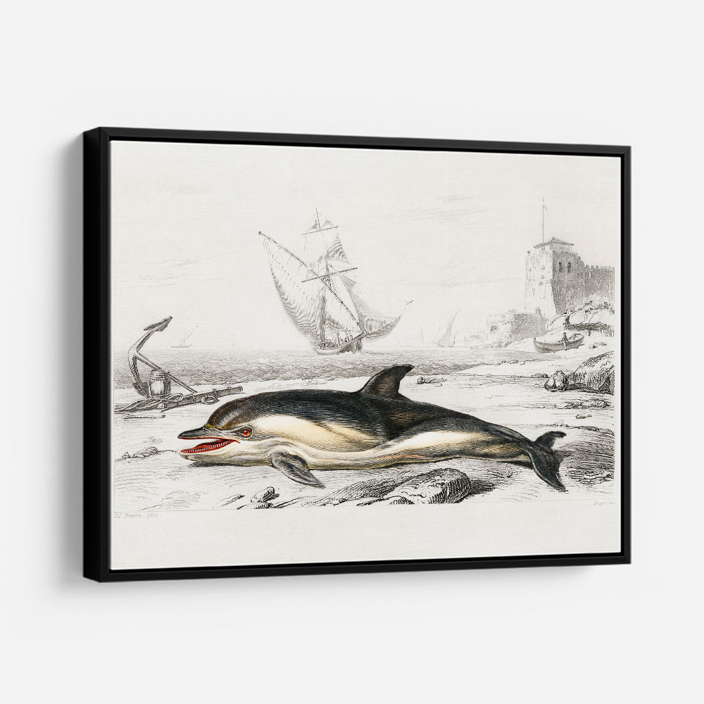 Vintage Delphinus Delphis