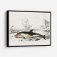 Vintage Delphinus Delphis