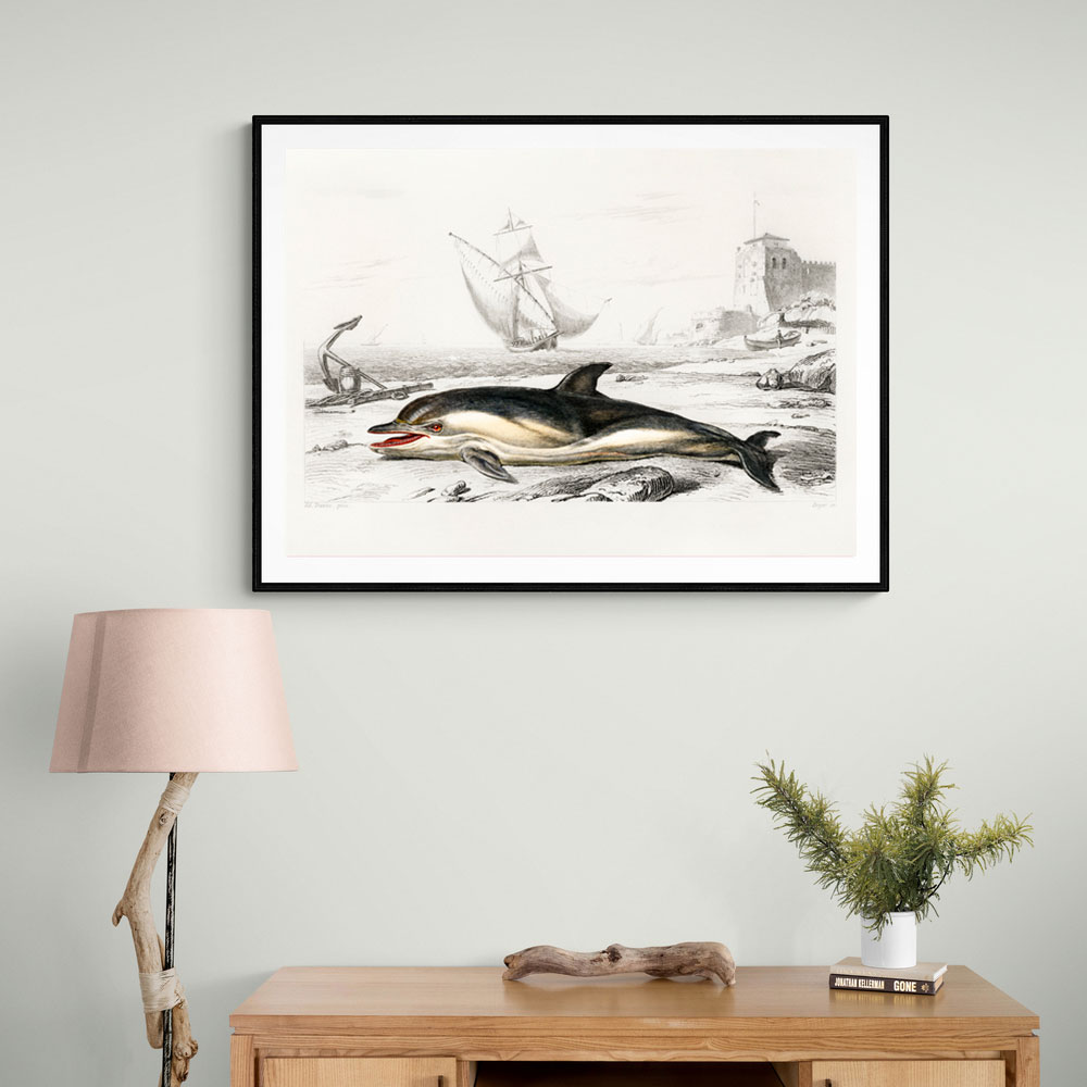 Vintage Delphinus Delphis