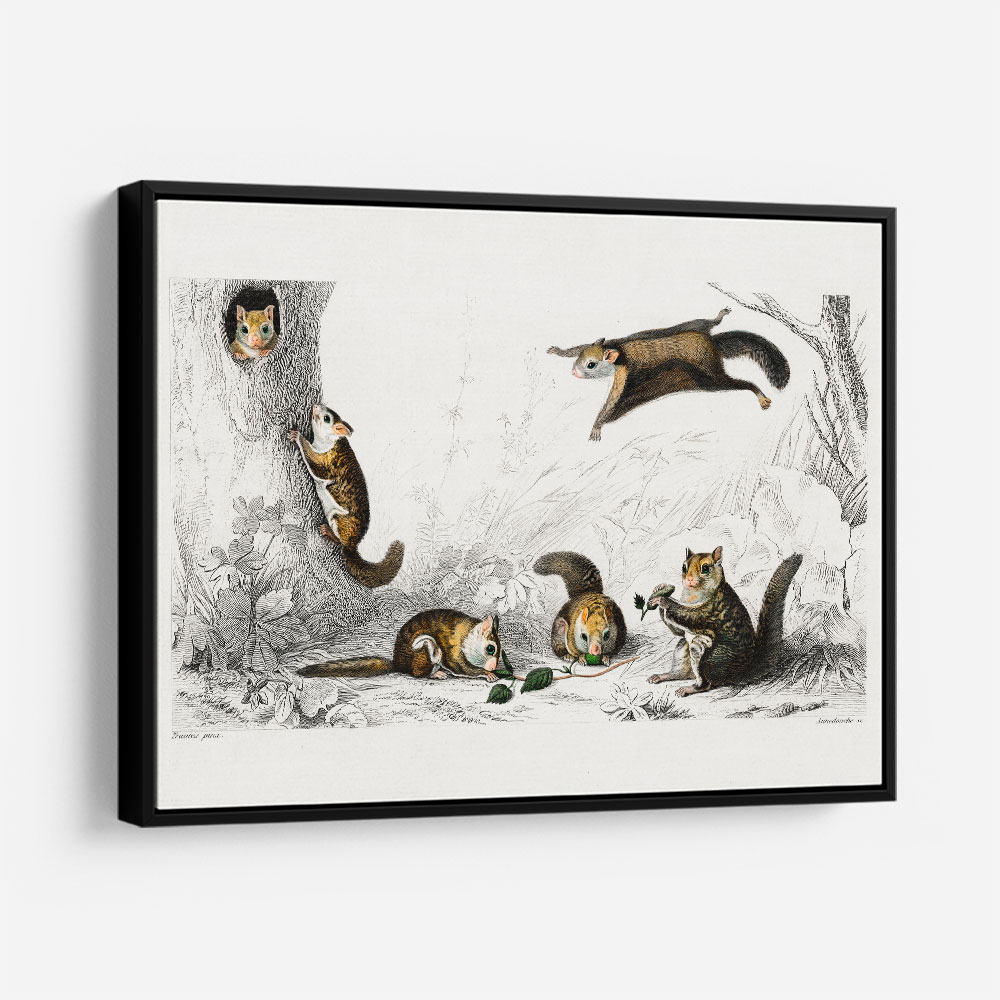 Vintage Glaucomys Sabrinus