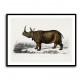 Vintage Indian Rhinoceros