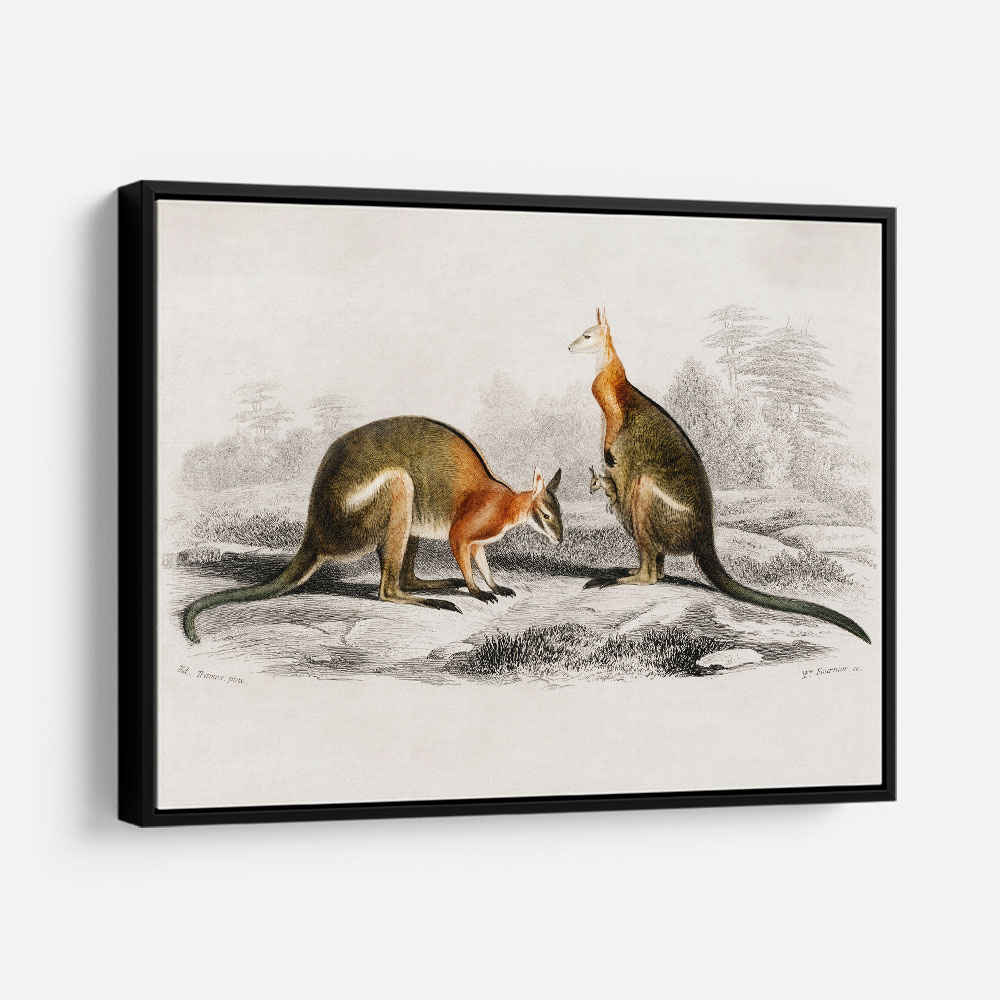 Vintage Macropus