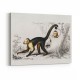 Vintage White-headed Capuchin