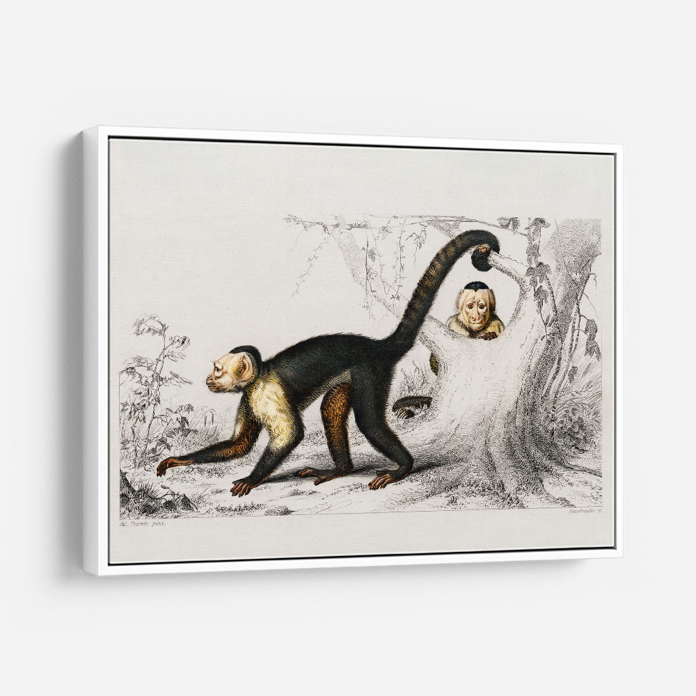 Vintage White-headed Capuchin