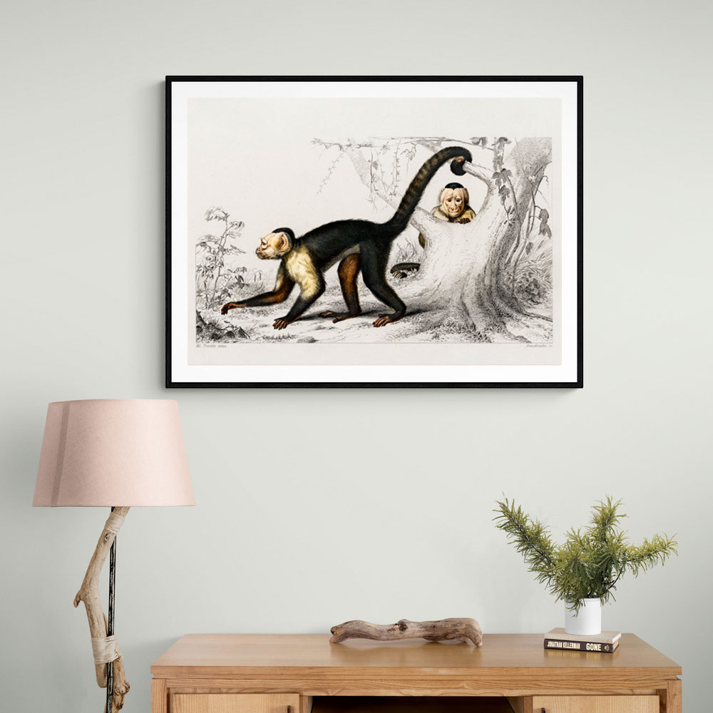 Vintage White-headed Capuchin