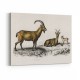 Vintage Wild Goat