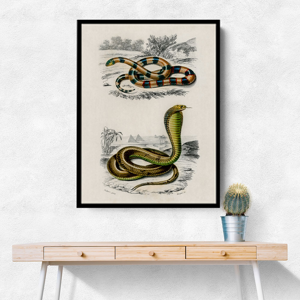 Vintage Coral Snake and Egyptian Cobra