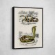 Vintage Coral Snake and Egyptian Cobra