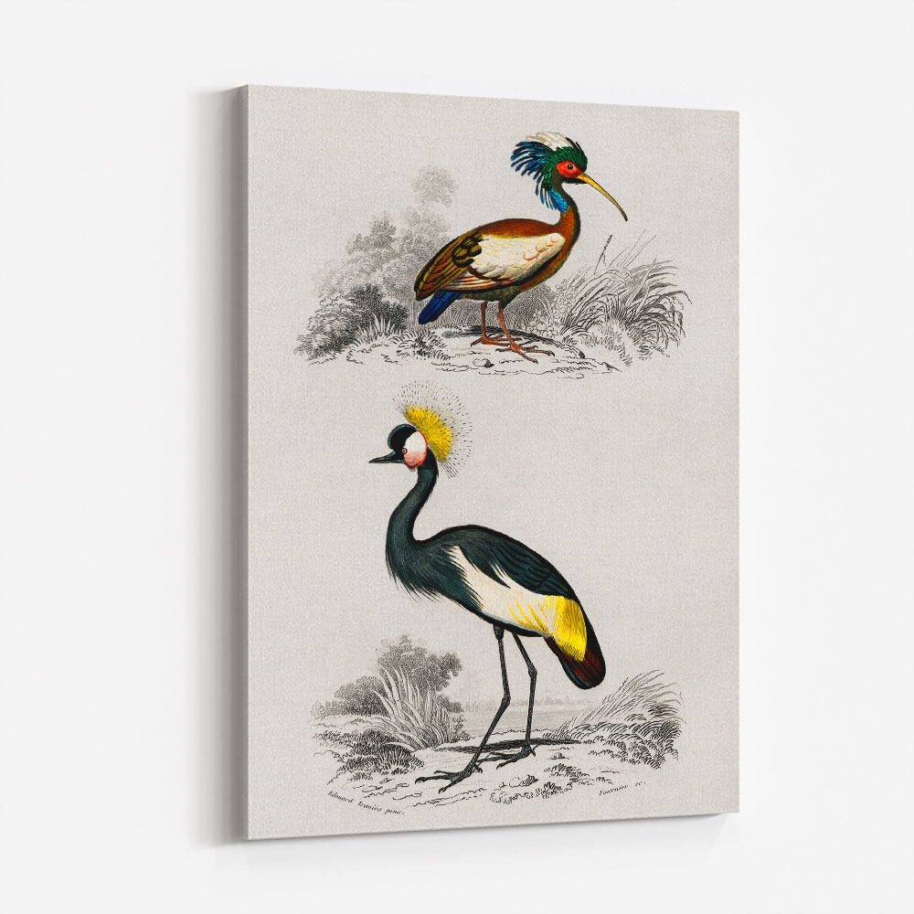 Vintage Grue and Ibis