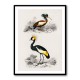 Vintage Grue and Ibis