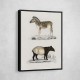 Vintage Malayan Tapir and Mountain Zebra