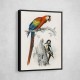 Vintage Parrot and Woodpecker
