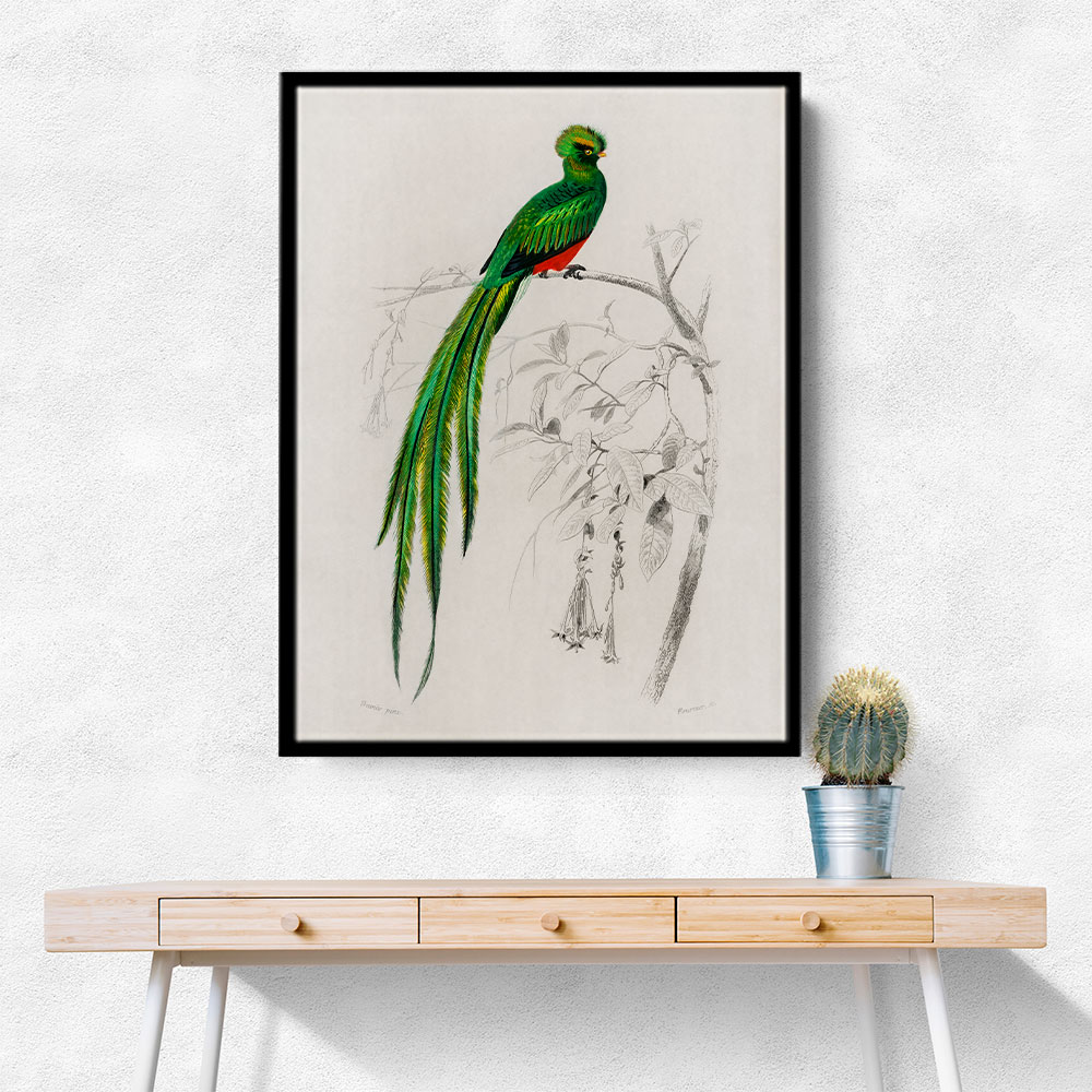 Vintage Pavonine Quetzal