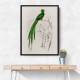 Vintage Pavonine Quetzal