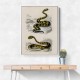 Vintage Rattlesnake and Saharan Horned Viper