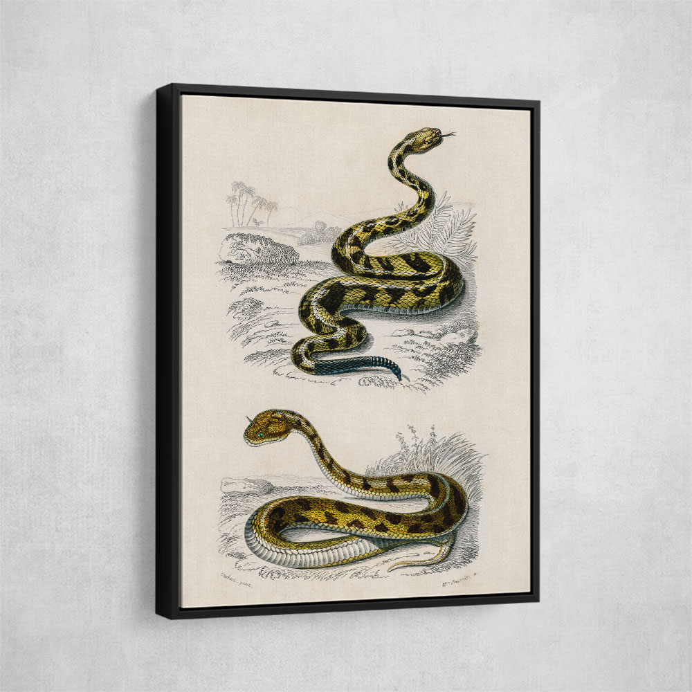 Vintage Rattlesnake and Saharan Horned Viper