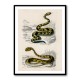 Vintage Rattlesnake and Saharan Horned Viper