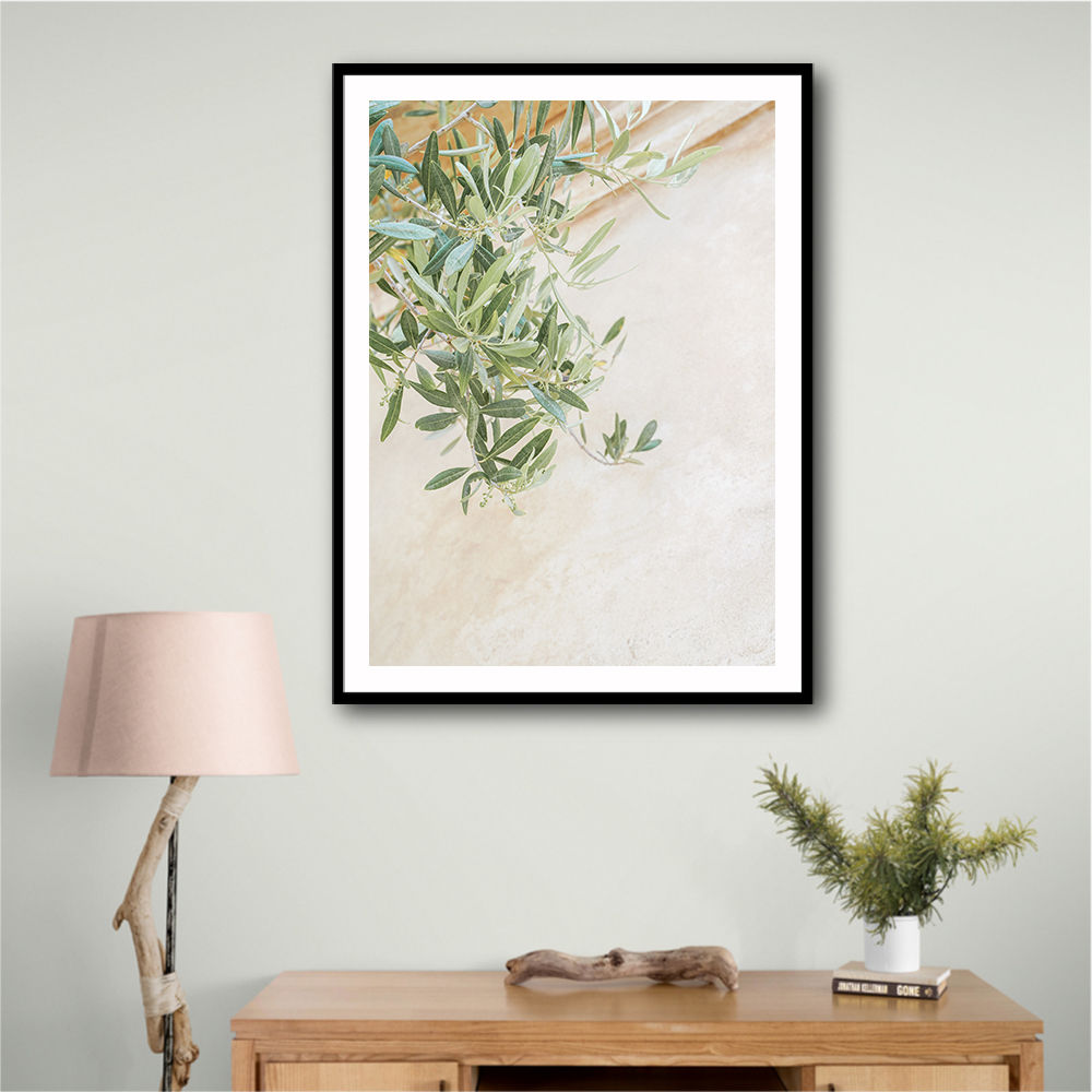 Olive Tree Leaves