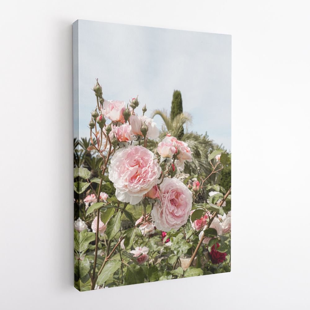 Garden Roses