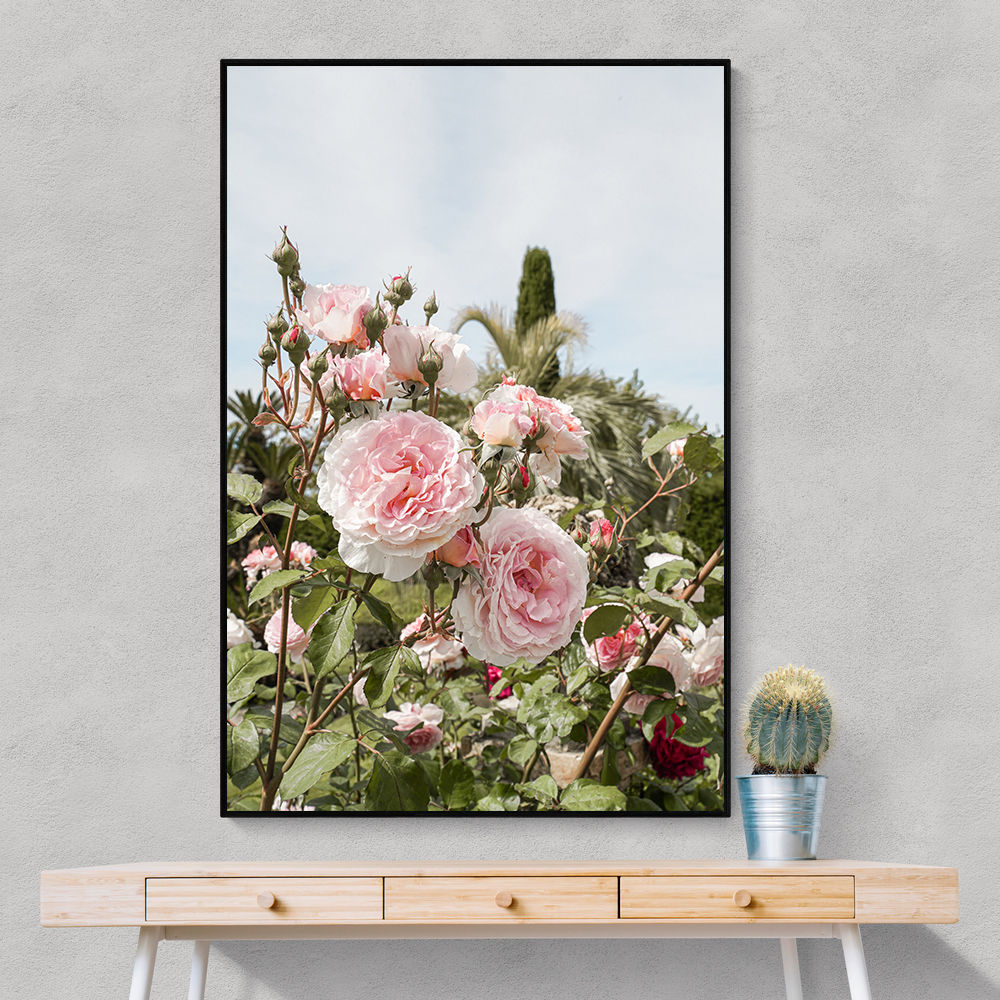 Garden Roses