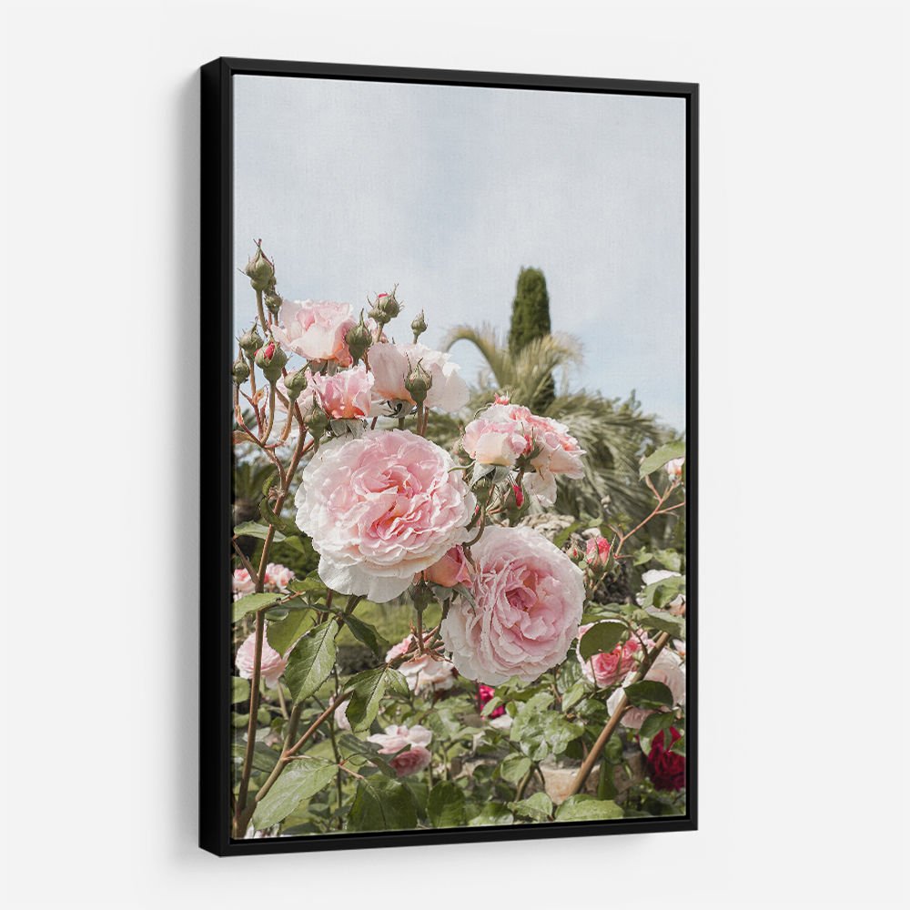 Garden Roses