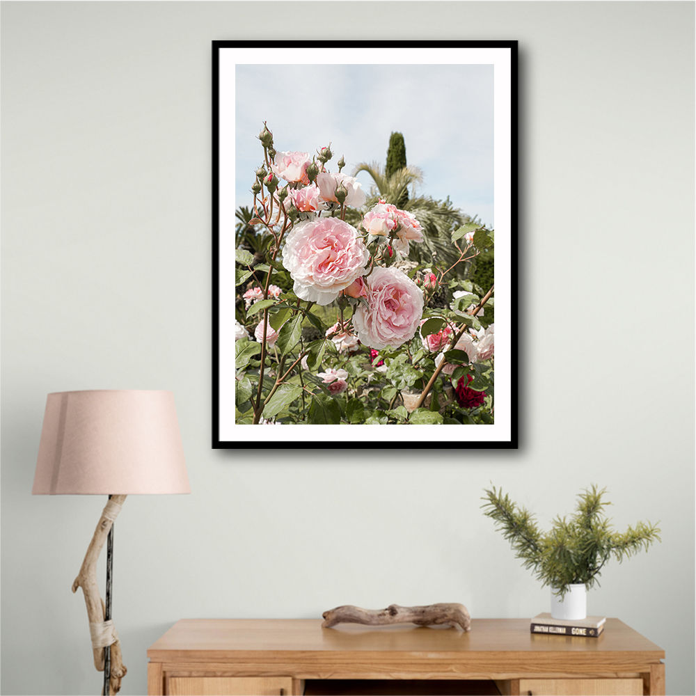 Garden Roses