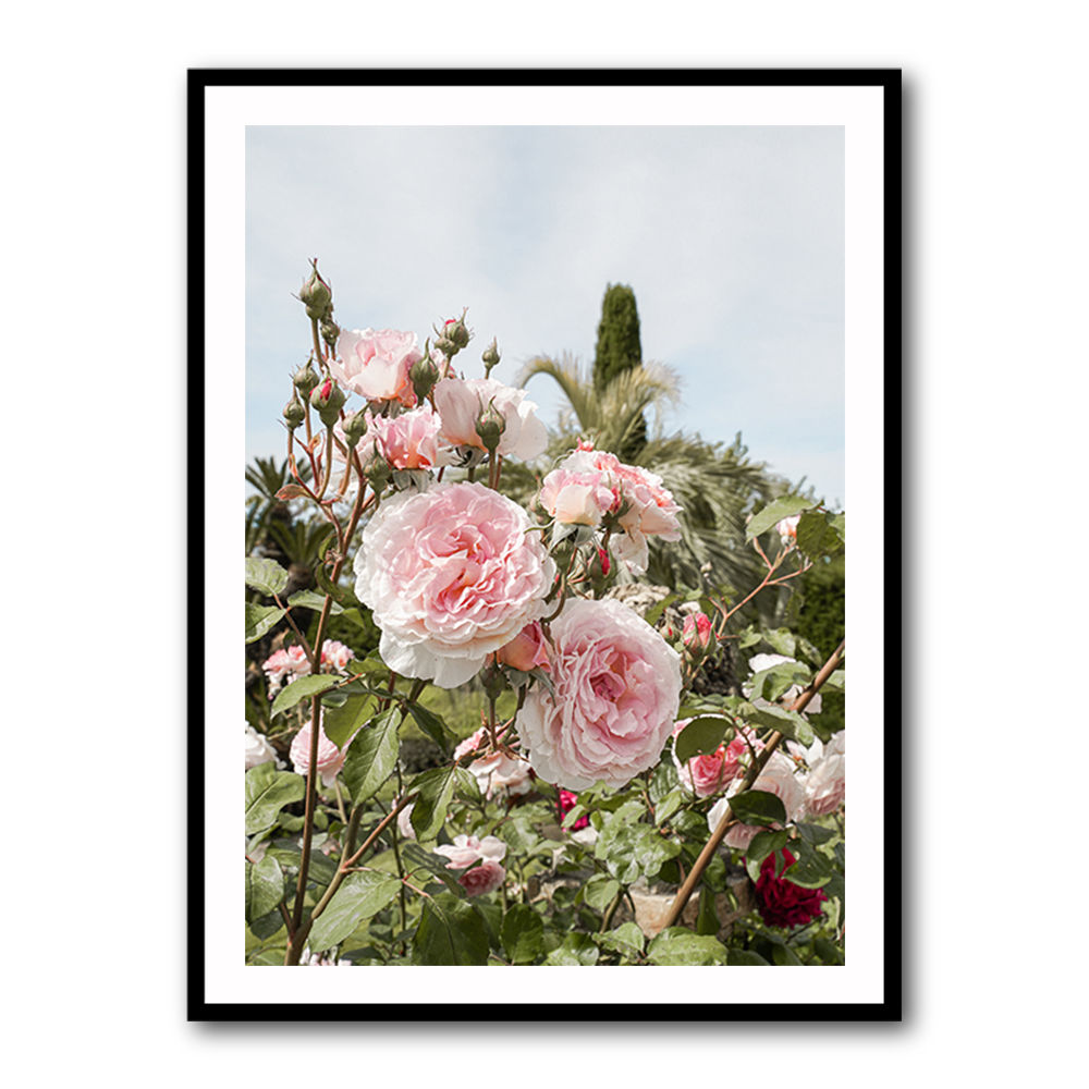 Garden Roses