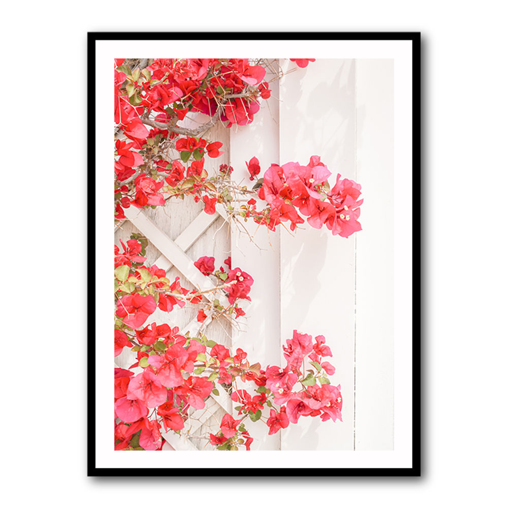 White a Pink