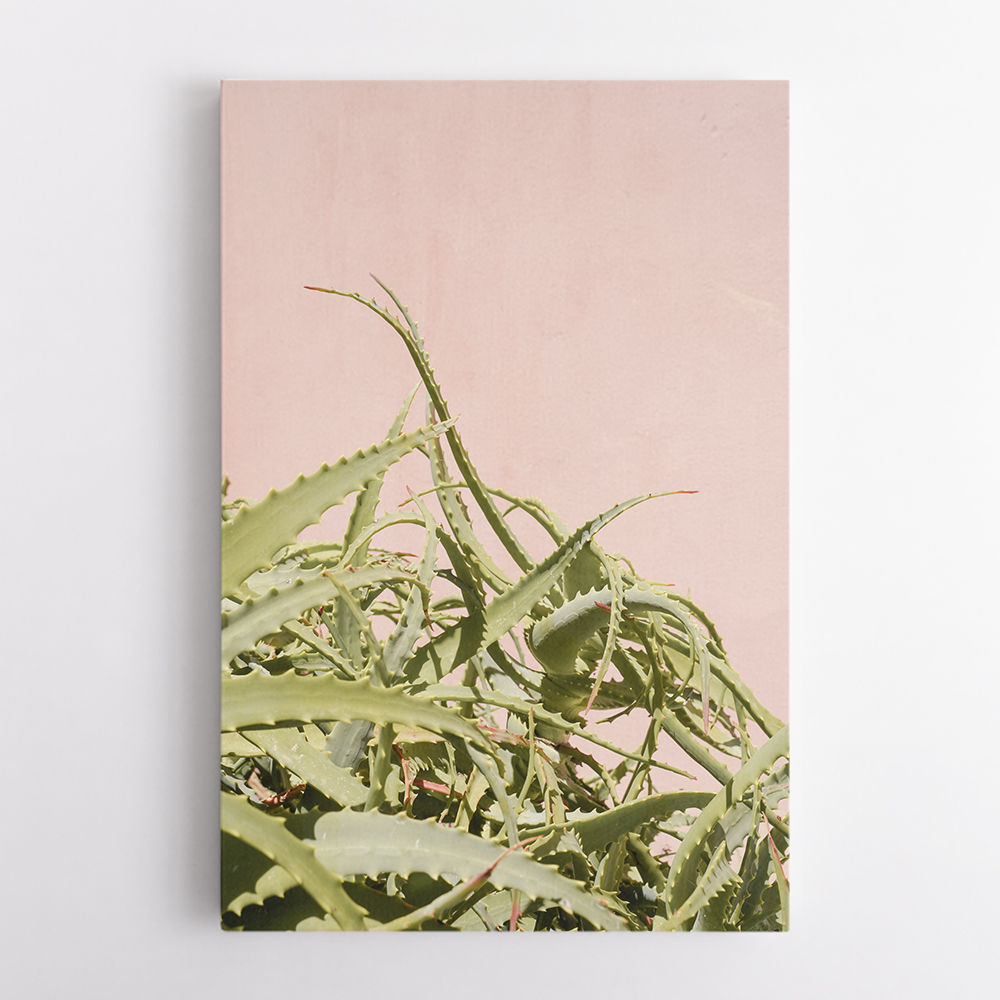 Cacti on Pink