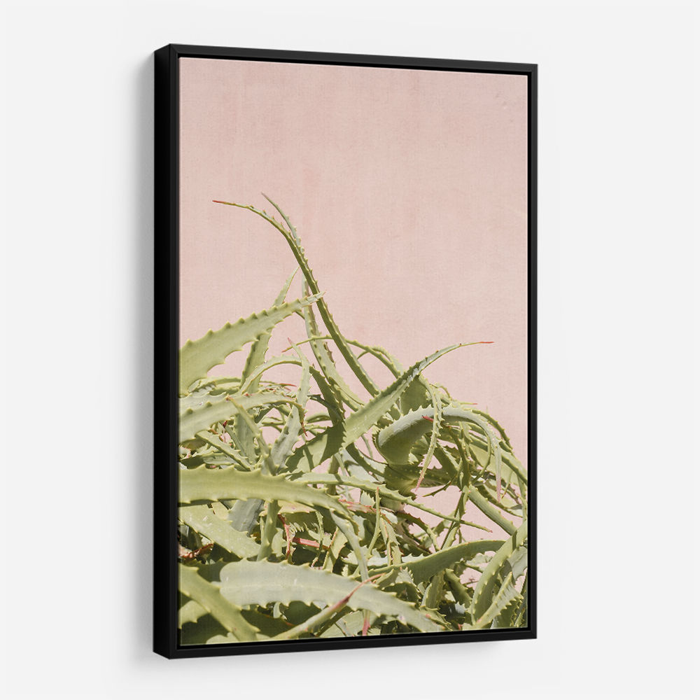 Cacti on Pink