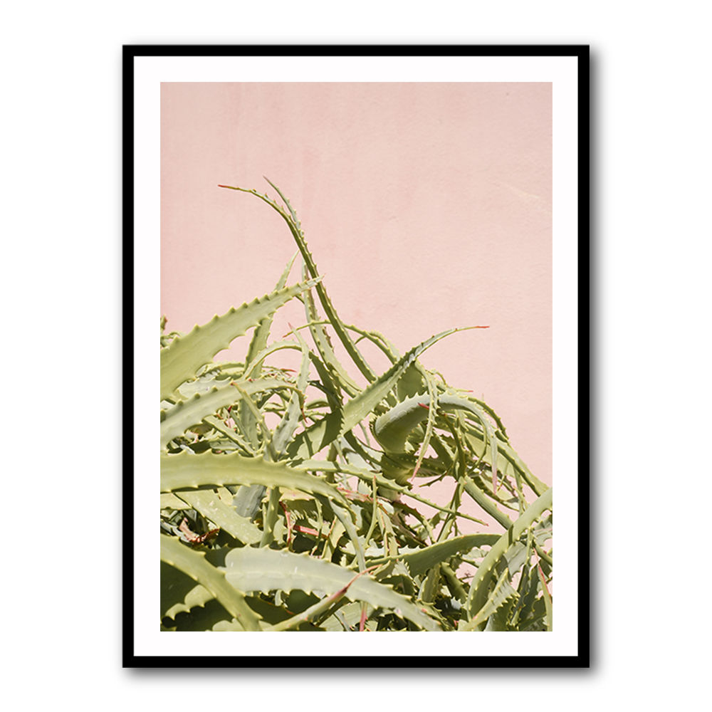 Cacti on Pink
