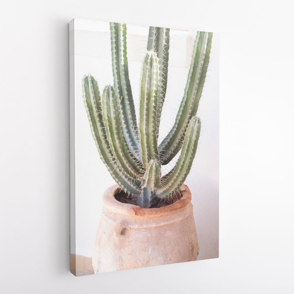 Cactus Serenity
