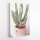 Cactus Serenity