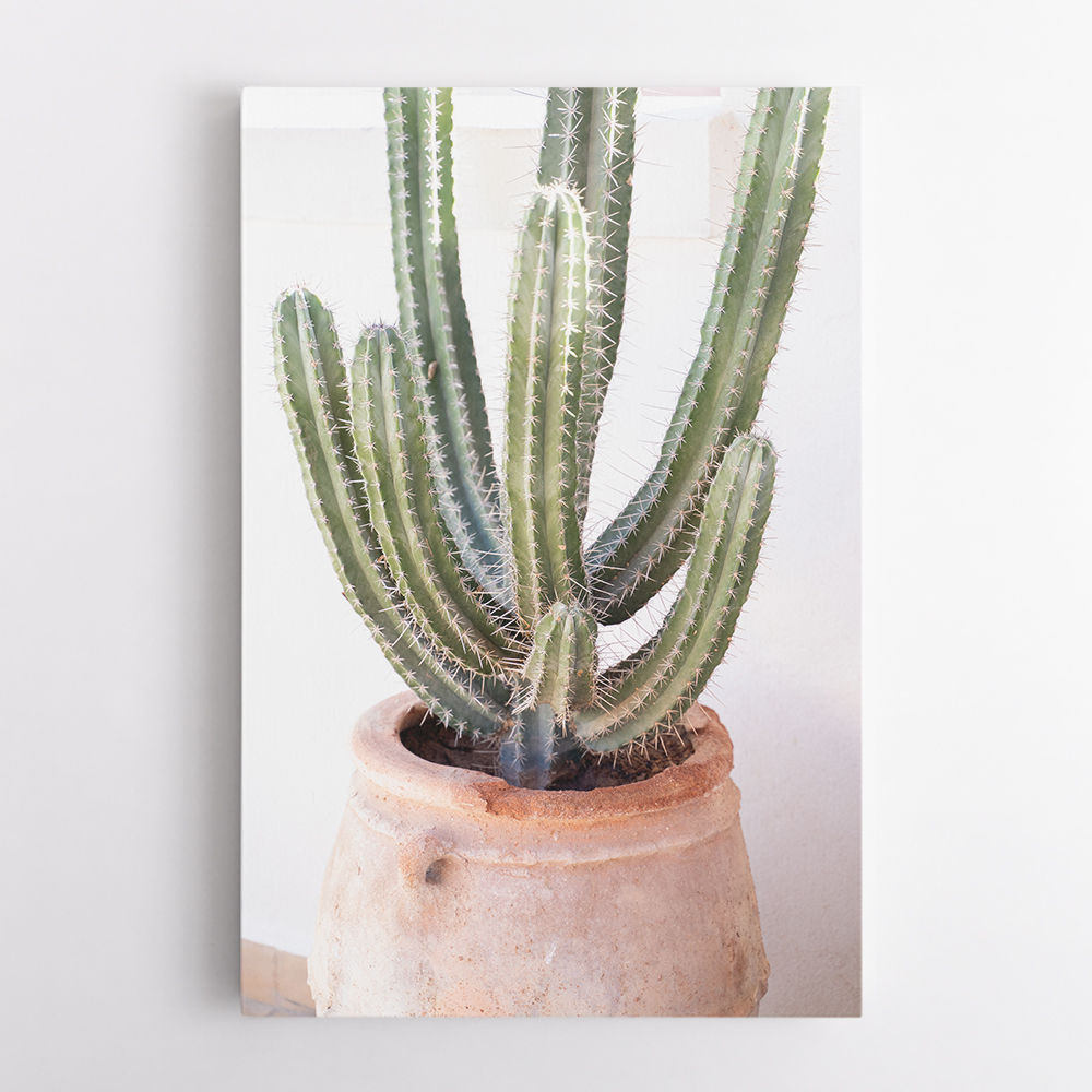 Cactus Serenity