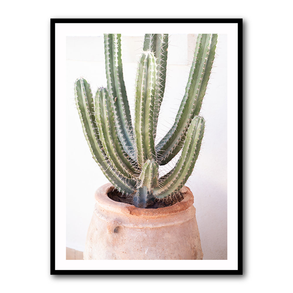 Cactus Serenity