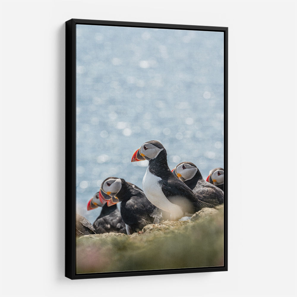 Scottish Puffins