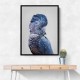 Black Cockatoo