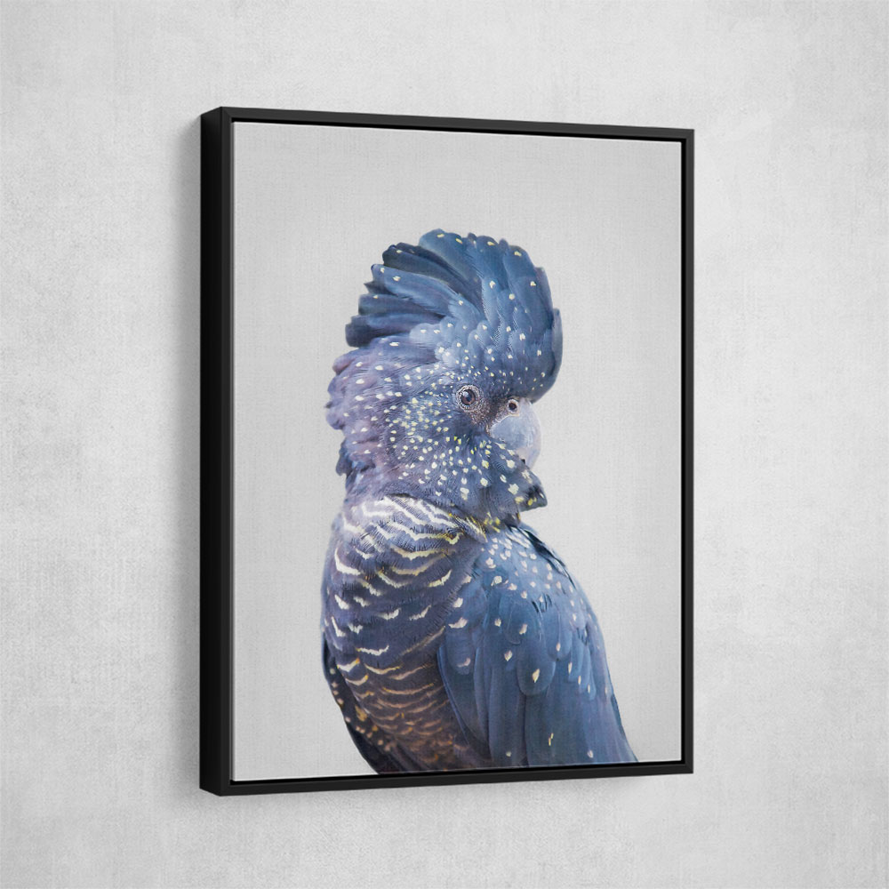 Black Cockatoo