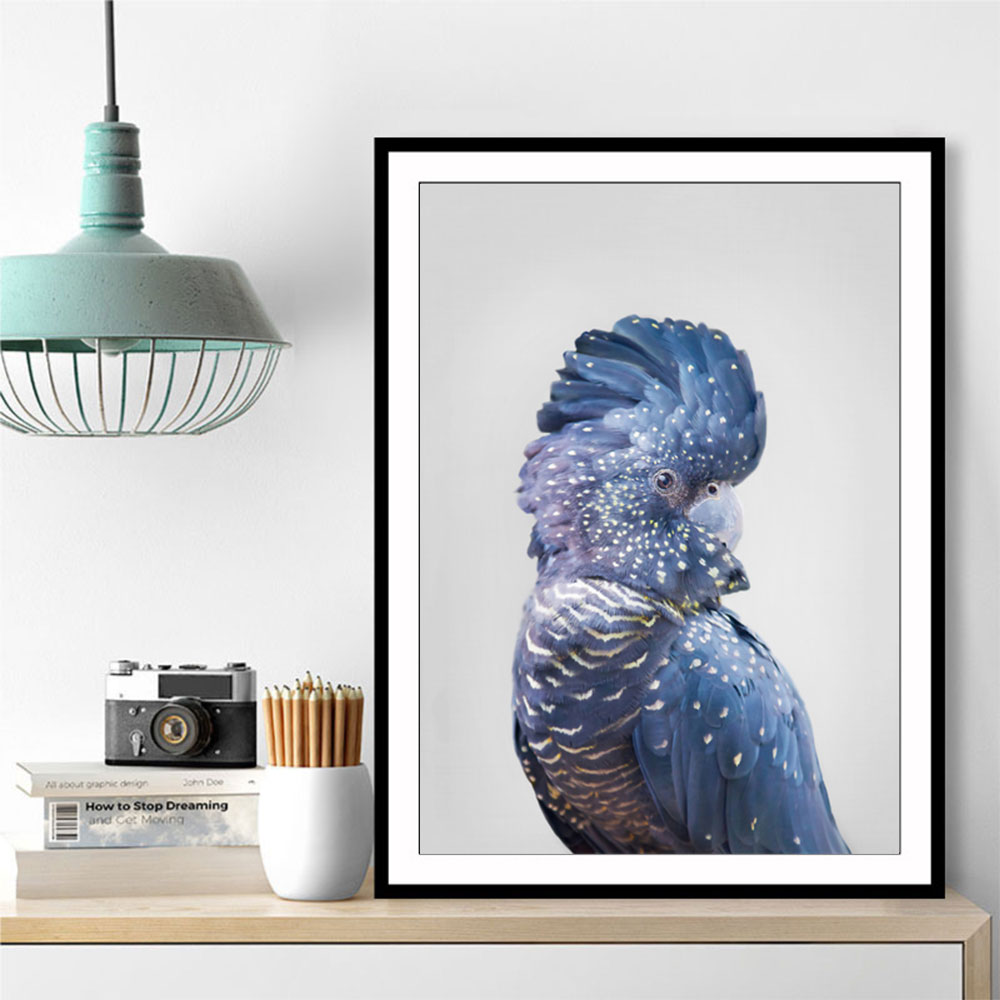 Black Cockatoo