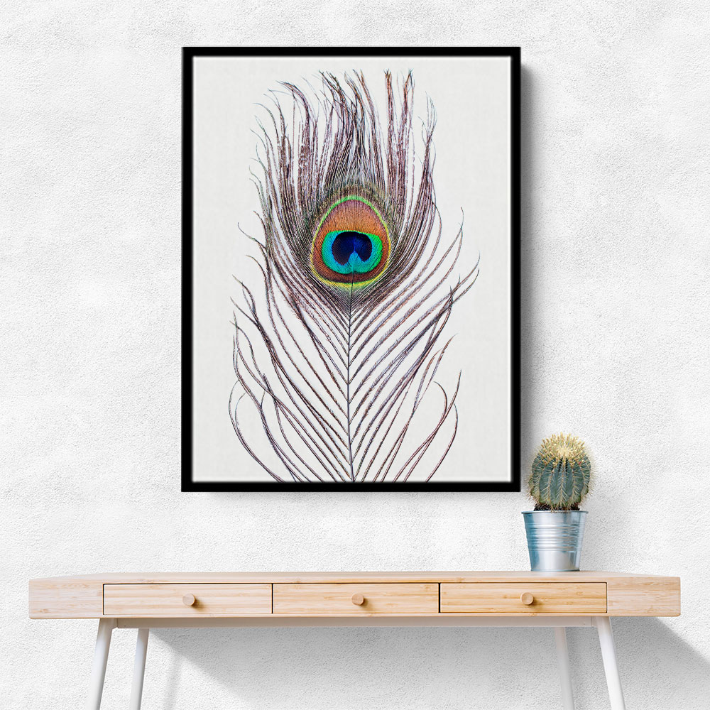 Peacock Feather