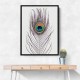 Peacock Feather