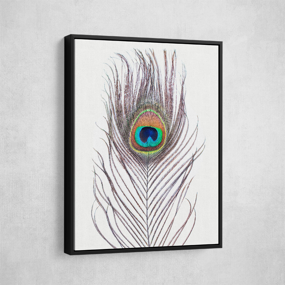 Peacock Feather