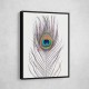 Peacock Feather