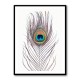 Peacock Feather