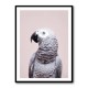 African Grey