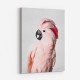 Pink Cockatoo