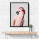 Pink Cockatoo